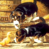 BEAGLE PUPS