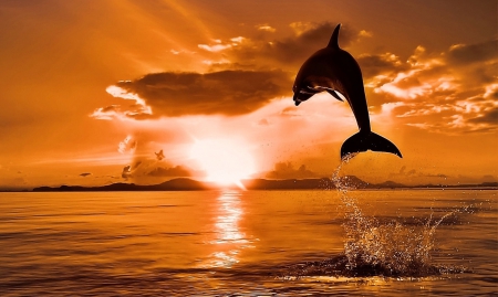 Dolphin - clouds, sunset, Dolphin, ocean