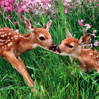 Two small deer