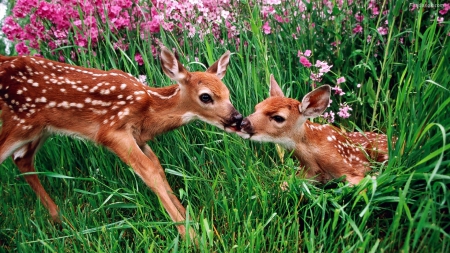 Two small deer - flowers, grass, Two small, deer