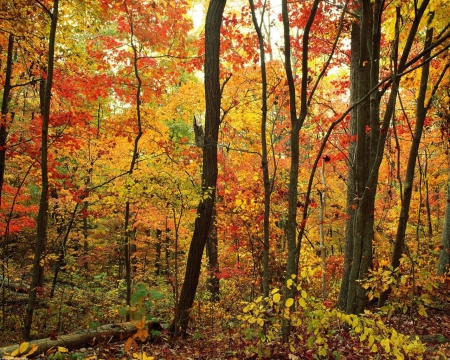 Forest in Autumn - nature, fall, autumn, forest