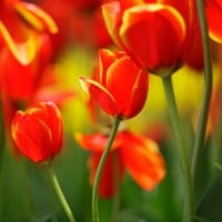 Bright Red Tulips