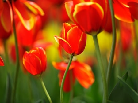 Bright Red Tulips - close-up, buds, stems, spring, leaves, flowers, tulips, nature, red, bright