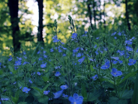 Blue Flowers Garden - nature, bokeh, blue, night, field, glare, flowers, spring