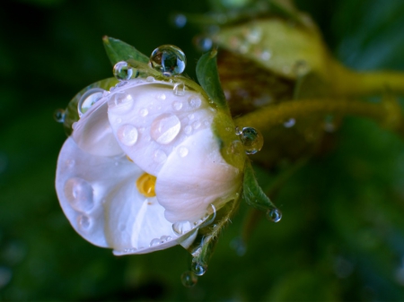 Drops on Flower - water, bud, drops, flower, white, nature, dew, green, macro