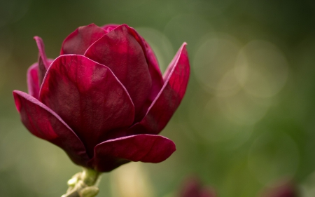 Beautiful Magnolia Flower - magnolia, nature, green, macro, flower, pink