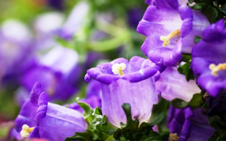 Pretty in Purple - nature, purple, flowers, pretty