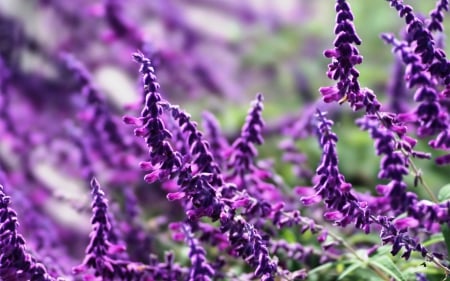 Wild Purple Flowers