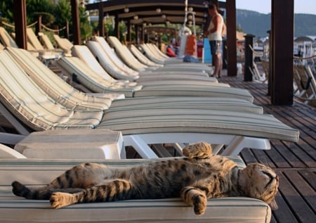 Sleepy. - beach, summer, kitty, sleep