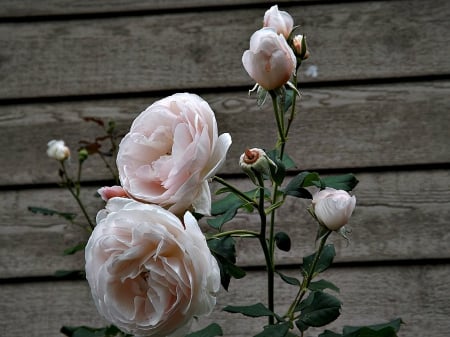 rose cluster - wood, buds, roses, pink, cluster