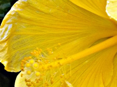 yellow  hibiscus - blooms, yellow, large flower, hibiscus, flower