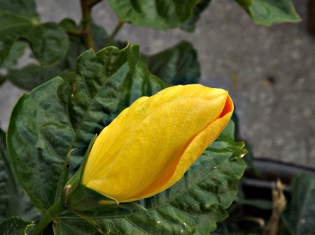 yellow  hibiscus  bud