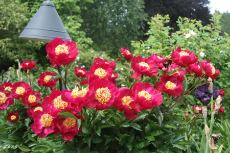 Lovely flowers from Victoria gardens - Flowers, yellow, red, green, photography