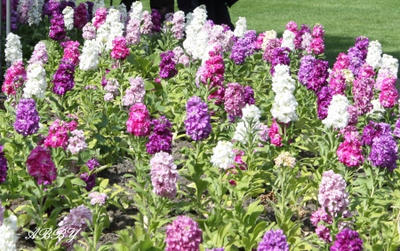 Victoria gardens - white, Flowers, green, photography, Garden, pink