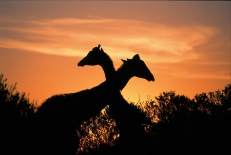 Giraffes - black, animal, sunset, nature, giraffes, africa, silhouette, orange