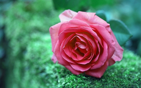 Pink rose - flower, rose, petals, pink, nature