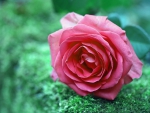 Pink rose