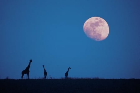 Giraffes - summer, black, silhouette, night, blue, sky, giraffes, africa, moon