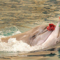 â™¥ Dolphins in Love â™¥