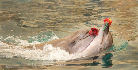 ♥ Dolphins in Love ♥