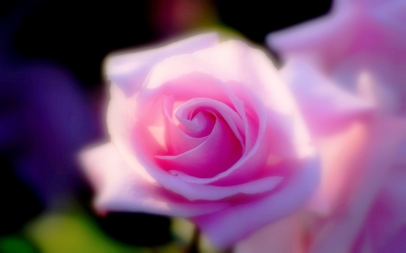 SILKY PINK ROSE - rose, petals, nature, closeup