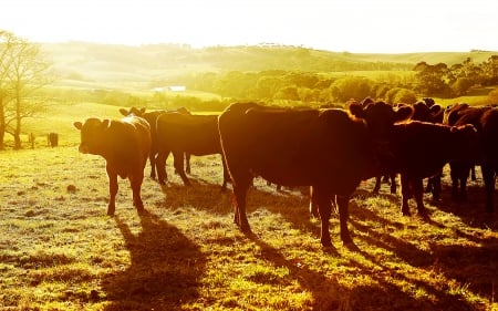 Cow - cow, animal, sun, grass