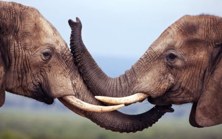 Fight - Africa, HD, savannah, wilflife, elephants, nature, fight, cute, animals, wild, wallpaper