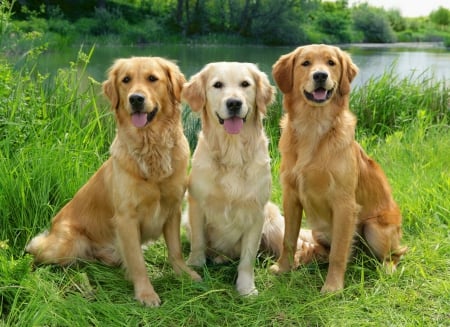 Three friends - summer, dog, grass, meadow, paws, photo, shore, animal, lake, friends, nice, greenery, trees, water, beautiful, puppies, lovely, sweet, three, river, smile, green, cute, adorable