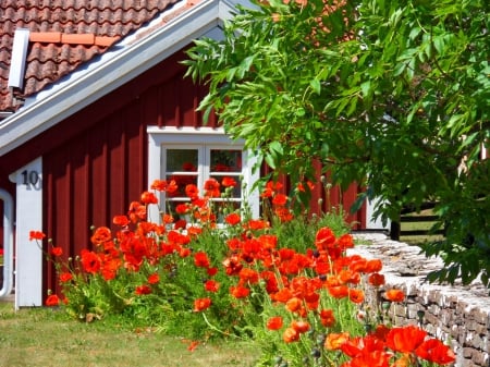 Pretty home - nice, cottage, freshness, colorful, home, gouse, pretty, tree, garden, fresh, summer, yard, lovely, nature, beautiful, leaves, rest, stones, flowers, poppies