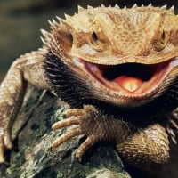 BEARDED DRAGON