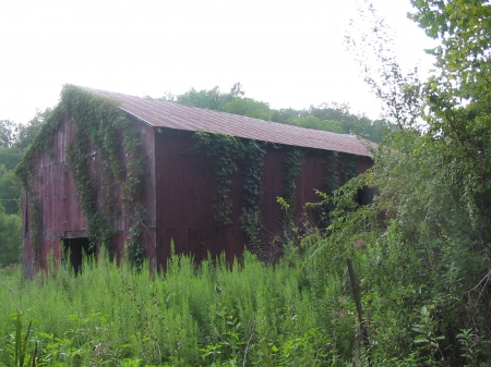 old barn - vine, red, old, barn