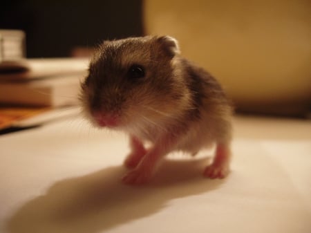 Baby mouse - animal, little, cute, baby, mouse, tiny