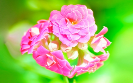 Pink Flower - nature, rose, beauty, love, flower, pink