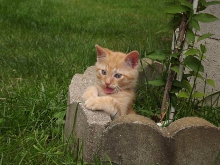 small cat - livey, cute, furry, soft