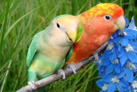 *** Lovebirds *** *** - animal, animals, bird, birds