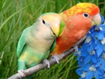 *** Lovebirds *** ***