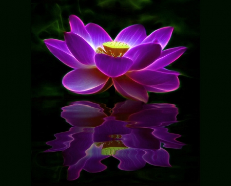 Lotus reflections - purple, reflection, water, lous, flower