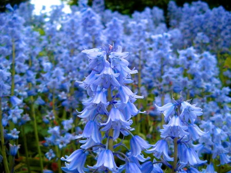 Field of Bluebells - field, flowers, blue, bluebells