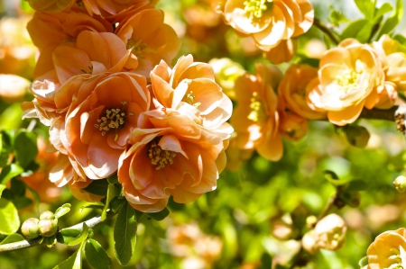 *** Flowers in orange color *** - flower, flowers, orange, nature, color