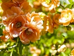 *** Flowers in orange color ***