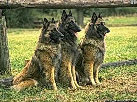 Handsome trio - three, belgian shepards, dogs, sitting, grass