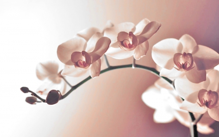 Sweet color - color, delicate, orchid, sweet