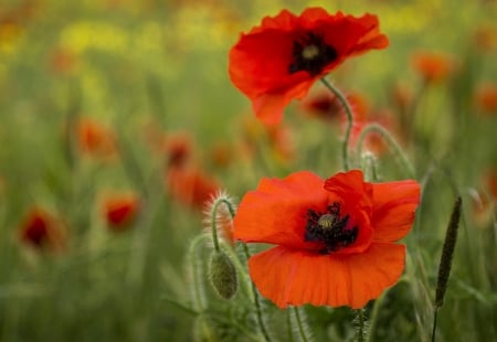 *** Red poppies *** - red, flower, poppies, flowers, nature