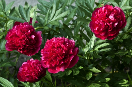 *** Peonies *** - flowers, red, peonies, nature