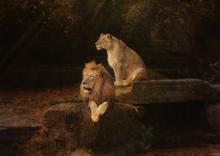 Keeping Guard - guard, lion, keeping, animals, jungle