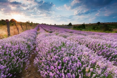 Lavander - flowers, field, nature, lavander