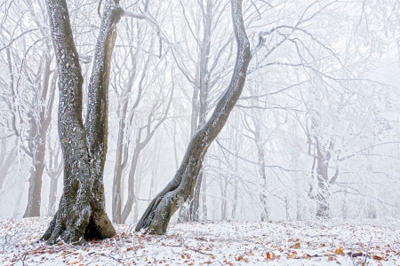 White Forest - white, forest, snow, treee