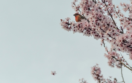 Bird in a Cherry Tree - wood, sakura, cherry, flowers, twigs, bird