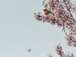 Bird in a Cherry Tree