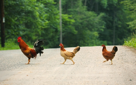 Walking trek :) - road, hen, tree, trees, cock